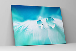 Obraz Vtáčie pierko s kvapkou vody 1474